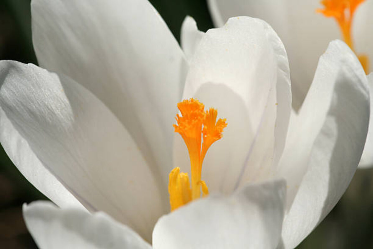 White Wax Flower in a Dream