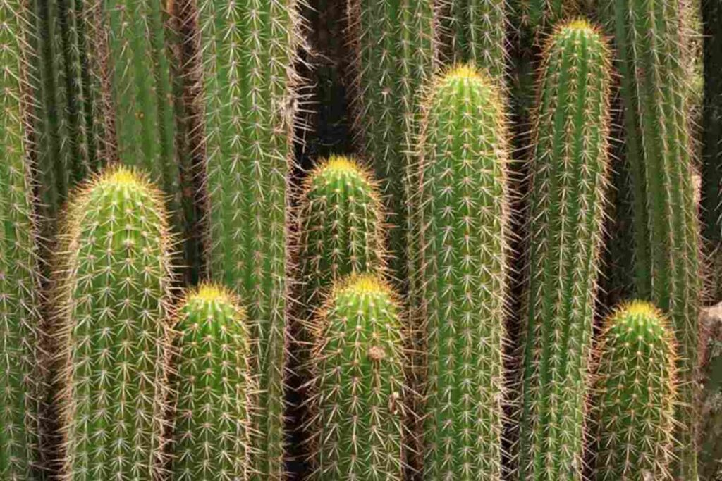 Exploring the Cultural Significance of Peyote 1 Exploring the Cultural Significance of Peyote