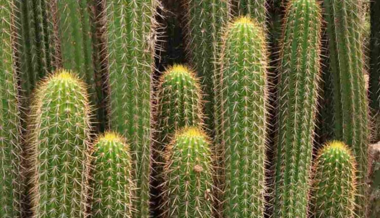 Exploring the Cultural Significance of Peyote