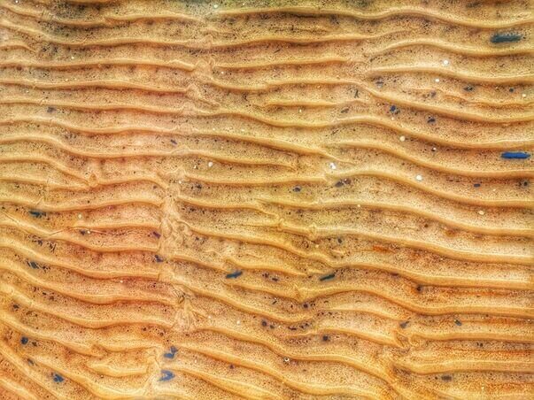 oak timber flooring Balwyn 2