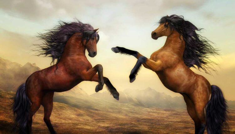 Leilão de Cavalo ao Vivo Hoje